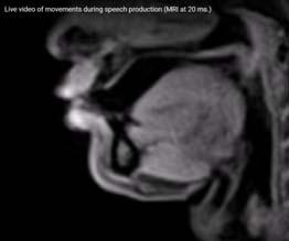 m, n, ny) A beszélőszervek működése MRIfelvételen (20 ms 25 mp-re lassítva) Levegőáramlás helye A tényleges hangképzés időtartama A képzés módja Hangzósság Nazális
