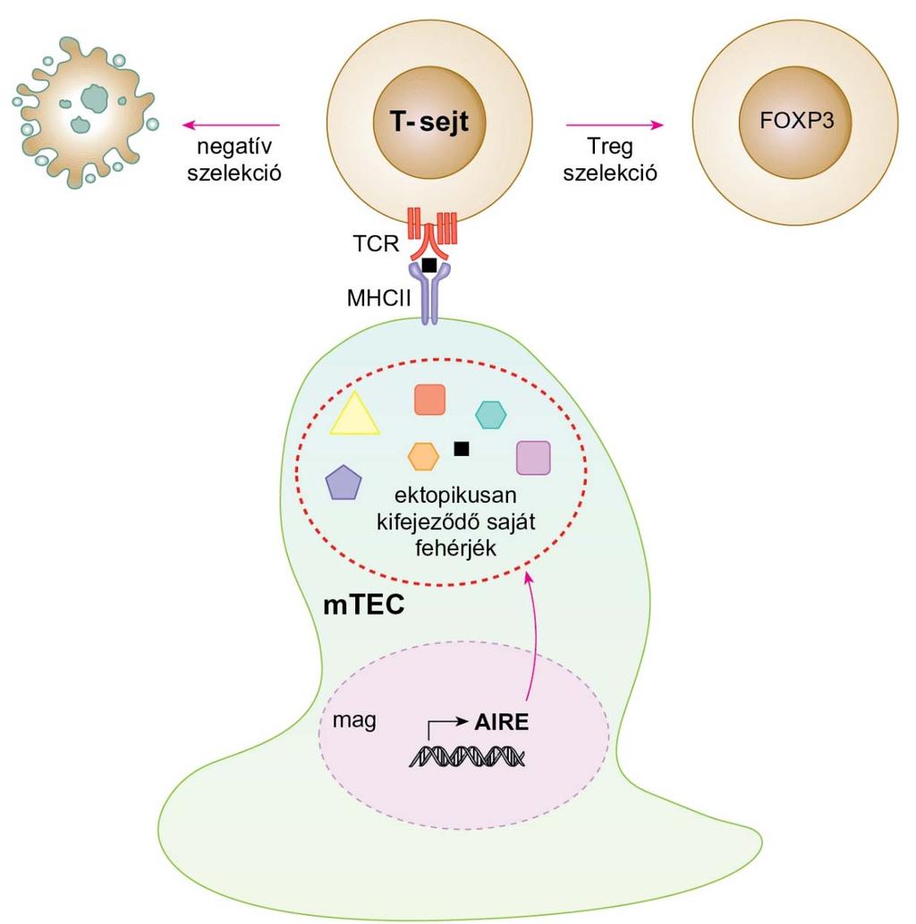 Az AIRE-gén szerepe az