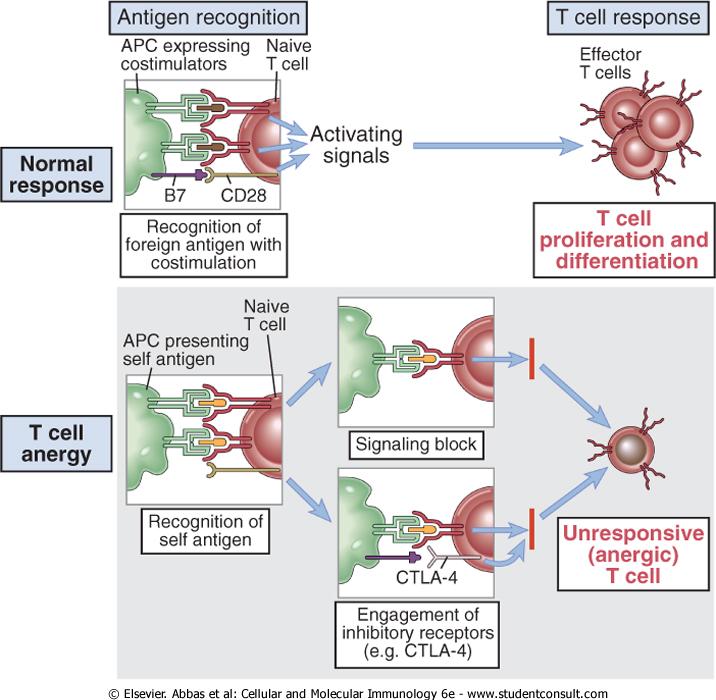 Antigén felimerés T-sejtes válasz Immunogén DC Autoreaktív T sejtek kijuthatnak a perifériára, Normális válasz Idegen antigén felismerése kostimulációval T-sejt proliferáció és differenciálódás a