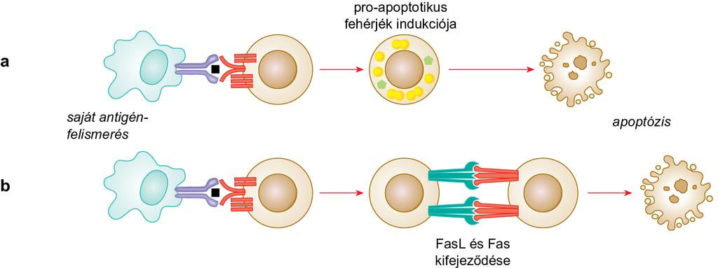 Perifériás limfociták saját antigén által indukált sejthalála (AICD) Perifériás T és B-sejtek saját-antigén által indukált sejthalála.