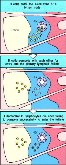 Az autoreaktív B sejtek nem elég hatékonyak a primer follikulusba való bejutásért folytatott versenyben.