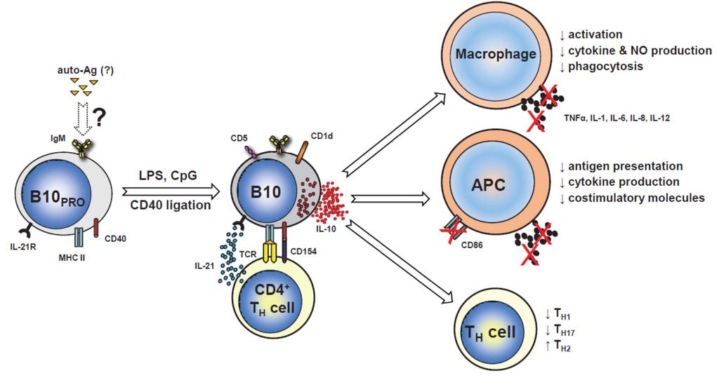 Regulátor B sejtek hatása az (auto)immun válaszra