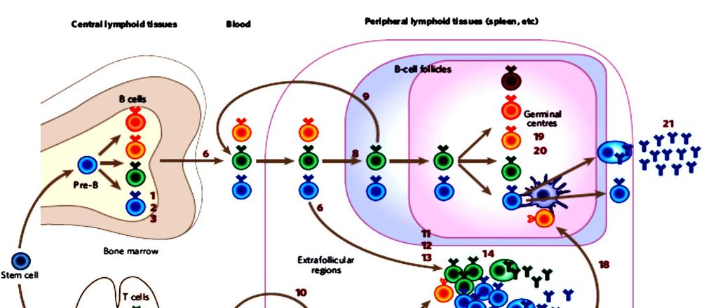 A saját-felismerést szabályozó sejtes ellenőrzési pontok Központi nyirokszervek Vér Perifériás nyirokszervek (9) B sejtek versengése a BAFF-ért; (8) B sejtek follikulusokból való kizáródása (19) A