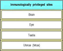 Immunológiailag kiváltságos helyek: Az immunprivilegizált helyeken a beültetett szövet megmarad, nem lökődik ki, nem alakul ki immunválasz Immunológiailag
