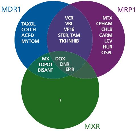 5. ábra: COLCH:colchicin, ACT-D: actinomicin-d, MYTOM:mitomicin, VCR: vincristin, VBL:vinblastin, STER: szteroid, TAM:tamoxifen, TKI-INHIB: tirozin-kináz inhibitor, MTX:metotrexát,