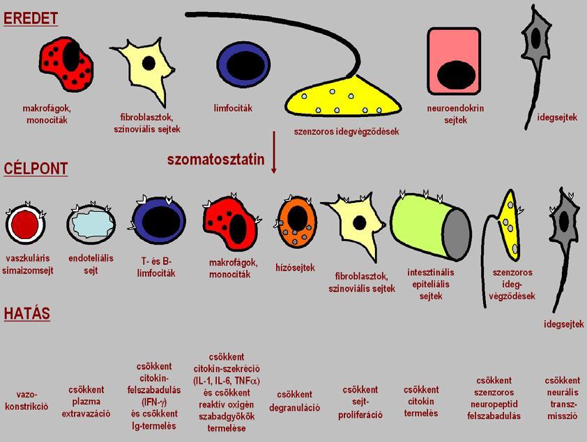 4. ábra: A szomatosztatin gyulladásgátló és fájdalomcsillapító hatásai hátterében álló mechanizmusok (forrás: Pintér és mtsai.