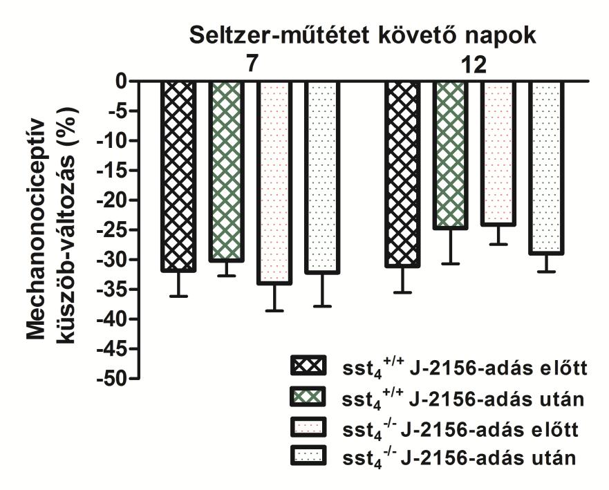 Az sst 4 receptor szerepe traumás mononeuropátiában A Seltzer-műtétet követő 7.