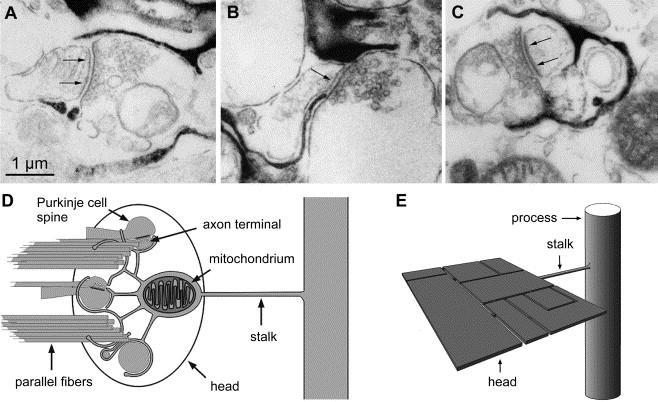 Bergmann glial processes intimately enwrap the parallel fiber Purkinje cell synapse.