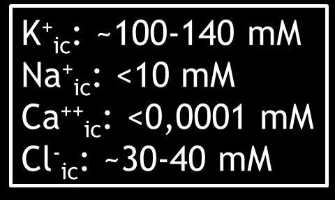 5-2 mm Cl - ec: ~100 mm ionok koncentrációgradiensük szerint