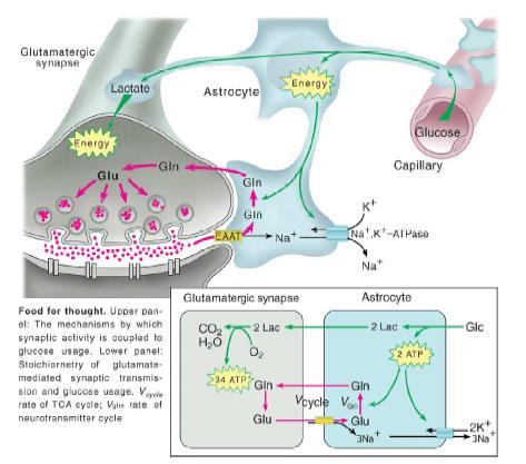Glia-neuron interakció Metabolikus együttműködés Amiről eddig beszéltünk : Asztrocita neuron laktát sönt hipotézis (ANLSH) Astrocyteneuron lactate shuttle Hipotézis!