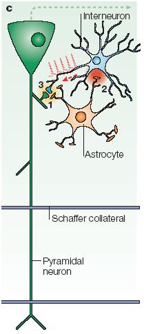 Glia-neuron interakció Glia Neuron szignalizáció Példa 2.