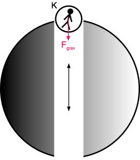 GÖRBÜLT SOKASÁGOK Egy pontból kiindítunk két egyenest. Ismét metszik egymást! görbült felület! 23 Gravitációs rugó.