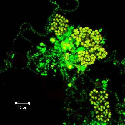 ami arra utal, hogy az Alphaproteobacteria osztályba tartozó GAOk jelenléte kedvezően befolyásolja az iszapülepedést. 67.ábra.