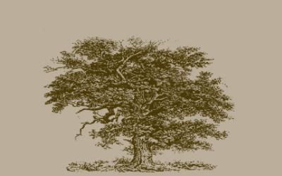 13 6. Stejarii seculari Stejarul (Quercus robur), este un arbore din zona temperată, înalt, cu ramuri puternice, noduroase, coroană largă și bogată.