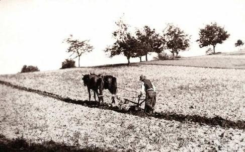 7 Ogoare și ogoare părăsite Ogoarele sunt terenurile unde se practică agricultura.