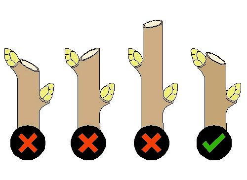 În scorburile din copacii bătrâni ciubăresc păsări, liliacii, și se adăpostesc de iarna geroasă insectele. Pajiștile cosite de sub livezi pot să ofere adăpost multor specii ocrotite.