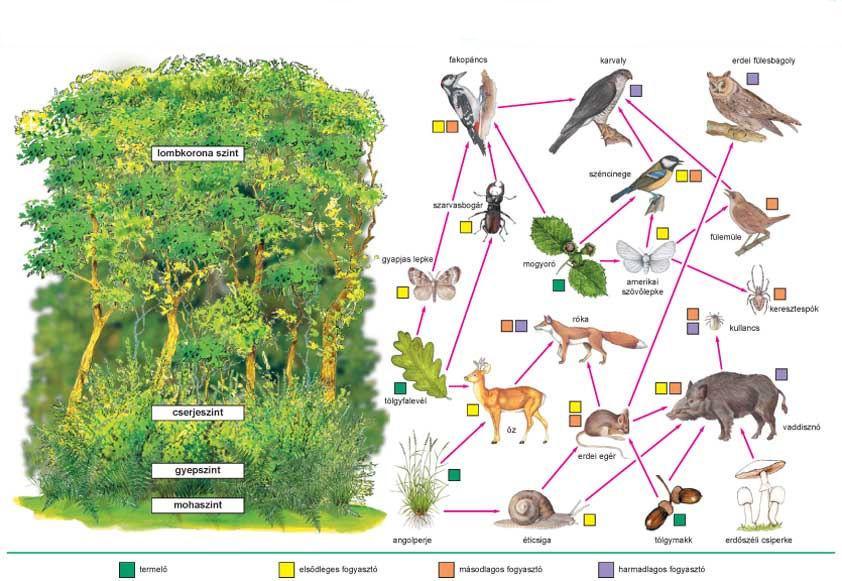 2. Pădure În pădure arborii, plantele ierbacee și animalele sunt în strânsă legătură. Vietățile din pădure alcătuiesc un habitat, asigurându-și hrană, loc de cuibărit, ascunzătoare unul celuilalt.