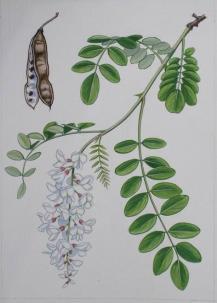 2. Animalele din pădure 3.