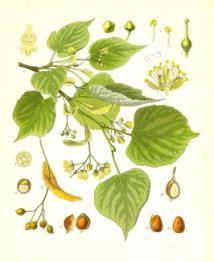 Adunarea lucrurilor necesare