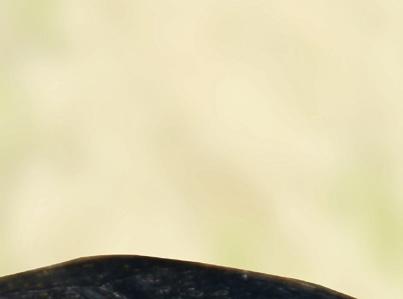 ș o