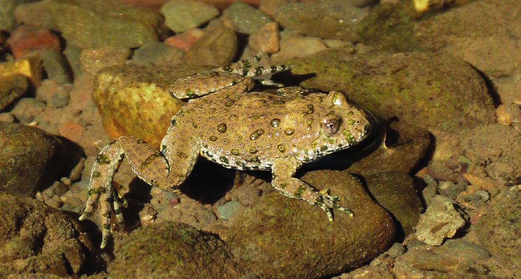 10 AMFIBIENI ŞI REPTILE Buhaiul de baltă cu burtă galbenă (Bombina variegata) Buhaiul cu burta roşie este prezent pretutindeni în zona de deal şi de munte.