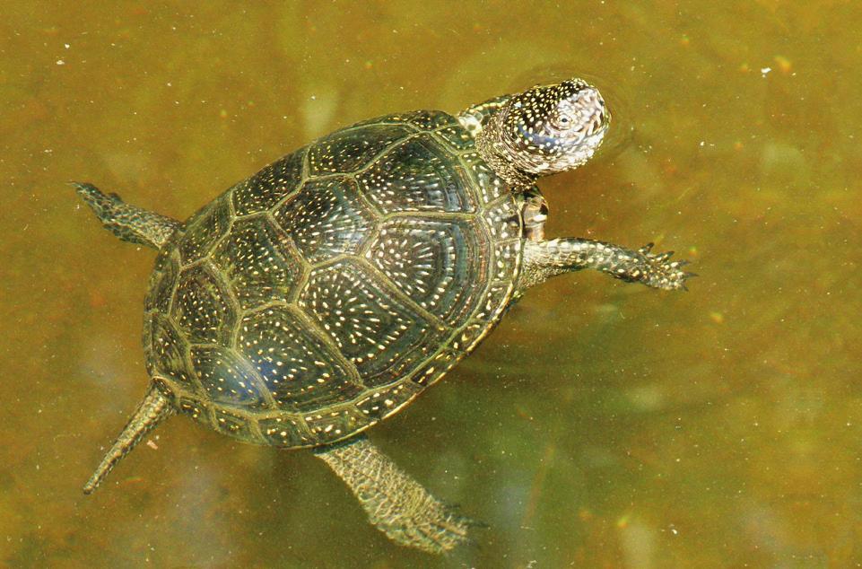 11 Broasca țestoasă de baltă (foto: Sos Tibor) MAMIFERE Vidră (Lutra lutra) Este animal de amurg şi de noapte cu toate că poate fi văzut şi ziua. Vânează adeseori în grup.