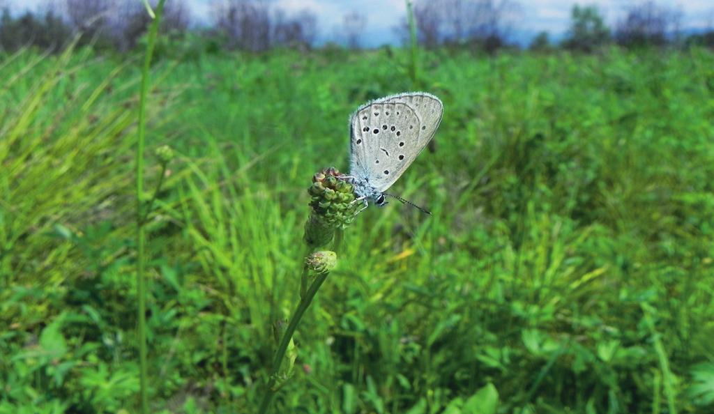 12 Urmărește blogul nostru aici: http://www.natura2000clujkolozsvar.