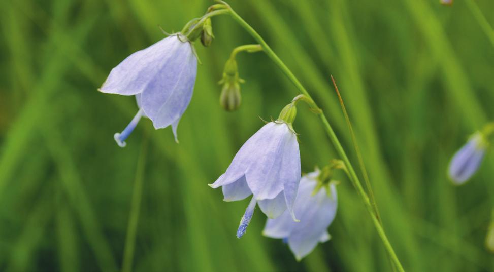 7 Adenophora lilifolia Plantă perenă, cu rădăcină pivotantă, napiformă. Crește la marginea pădurilor de foioase, prin pajiști umede şi tufărișuri.