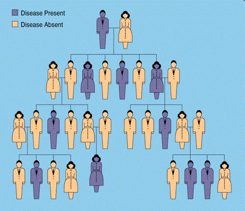 Maturity-Onset Diabetes of the Young? (MODY) Korai betegségkezdet (25 éves kor előtt) Autoszomális domináns öröklésmenet Obezitás hiánya Inzulin dependacia hiánya, ill.
