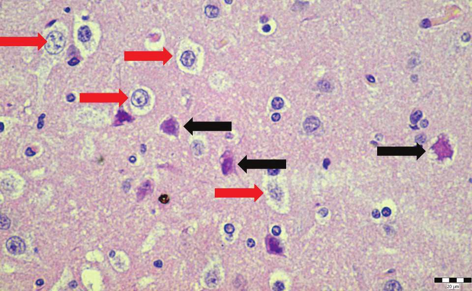 182., 189. 183. 185. 191. BELGYÓGYÁSZAT / INTERNAL MEDICINE Bárány Z. B., Sterczer Á., Jócsák G., Frenyó V. L., Kiss D. S.: A hepaticus encephalopathia kóroktana, kórfejlődésének újabb szempontjai Z.