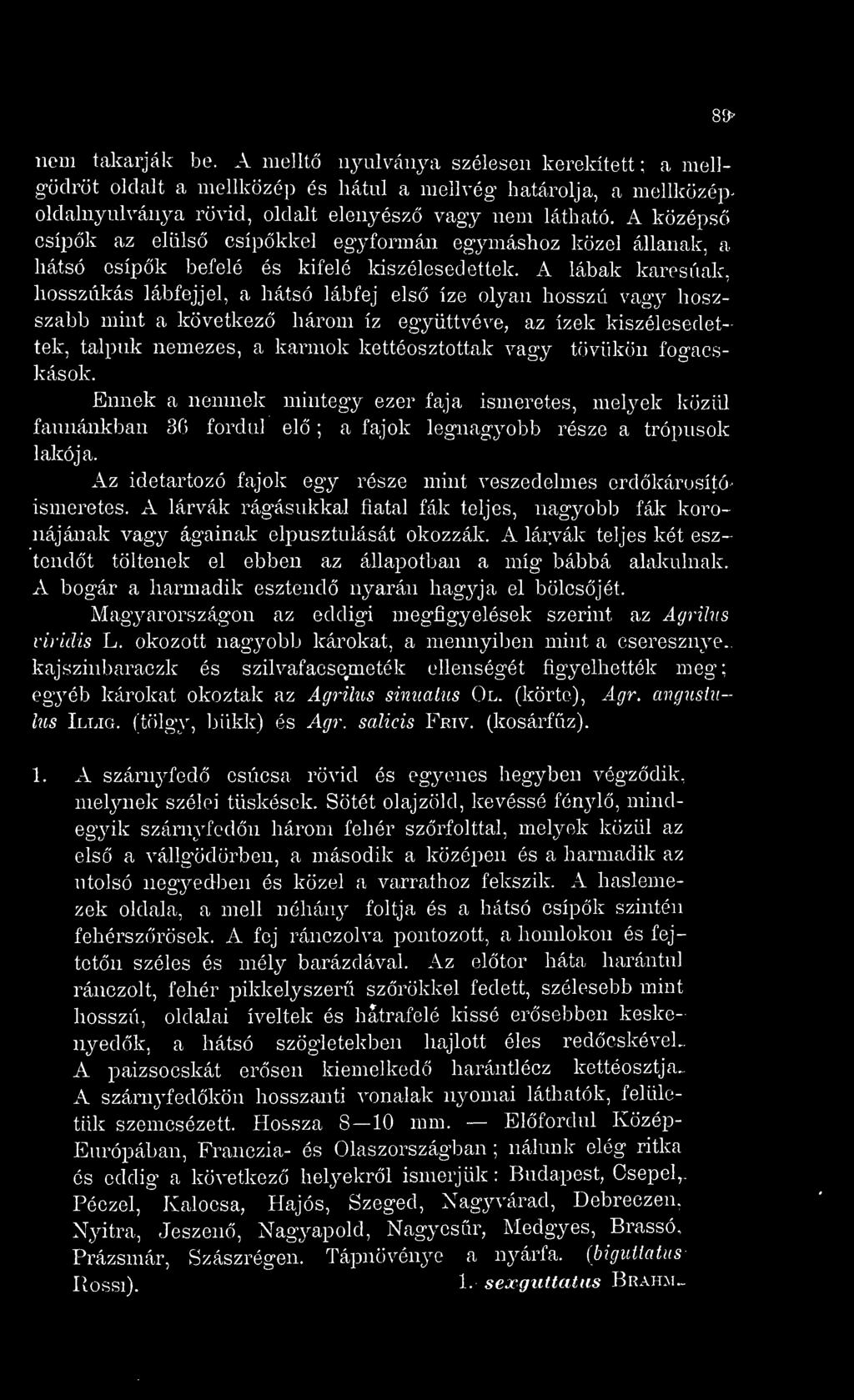 A lábak karcsúak, hosszúkás lábfejjel, a hátsó lábfej els íze olyan hosszú vagy hoszszabb mint a következ három íz együttvéve, az ízek kiszélesedettek, talpuk nemezes, a karmok kettéosztottak vagy
