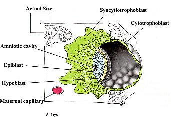 Hypoblast 7. nap anyai kapilláris 8.