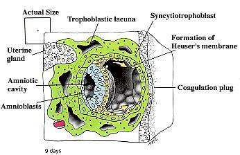 Heuser membrán: parietalis hypoblast sejtek proliferálódnak a cytotrophoblast mentén.