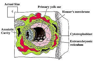 nap A Heuser membrán és a muralis cytotrophoblast között sejtmentes extraembrionális