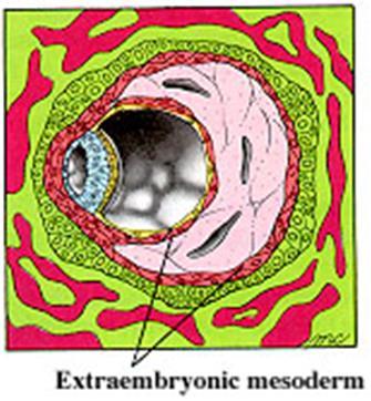 Az extraembrionális mesodermán belül extraembrionális coeloma jön létre 1. amnion üreg, 2. primitív szikhólyag, 3.
