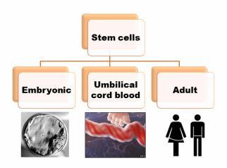 Multipotens: adott sejtvonalakat képes pótolni pl. neuronális őssejt neuron, glia, de nem májsejt.