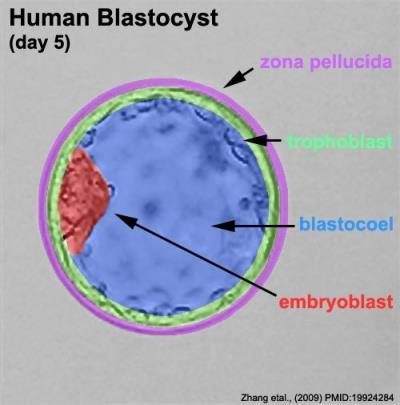 A trophoblast és az embryoblast is kétrétegűvé válik Syncytiotrophoblast Cytotrophoblast uterus mirigy