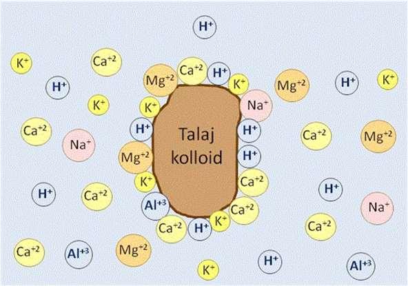 A meszes, dolomitos talajok bázikusak, fenyőerdők talaja az átlagosnál savasabb a lebomló tűlevelek miatt. 3. A talaj tápanyagtartalma A növények tápanyagaikat a talajból ionok formájában veszik fel.