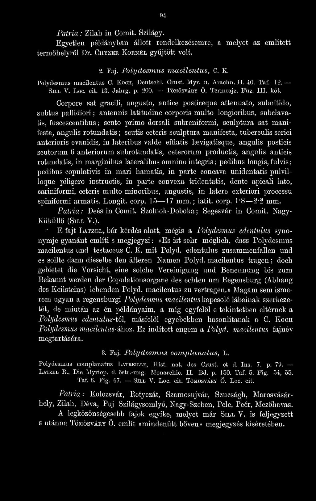 Corpore sat gracili, angusto, antice posticeque attenuato, subnitido, subtus pallidiori ; antennis latitudine corporis miilto longioribus, subclavatis, í'uscescentibus ; sciito primo dorsali