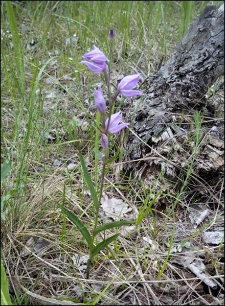 homoki báránypirosító (Alkanna tinctoria), borzas len (Linum hirsutum), homoki fátyolvirág (Gypsophila fastigiata), vörösbarna nőszőfű (Epipactis atrorubens), piros pozdor (Scorzonera purpurea),
