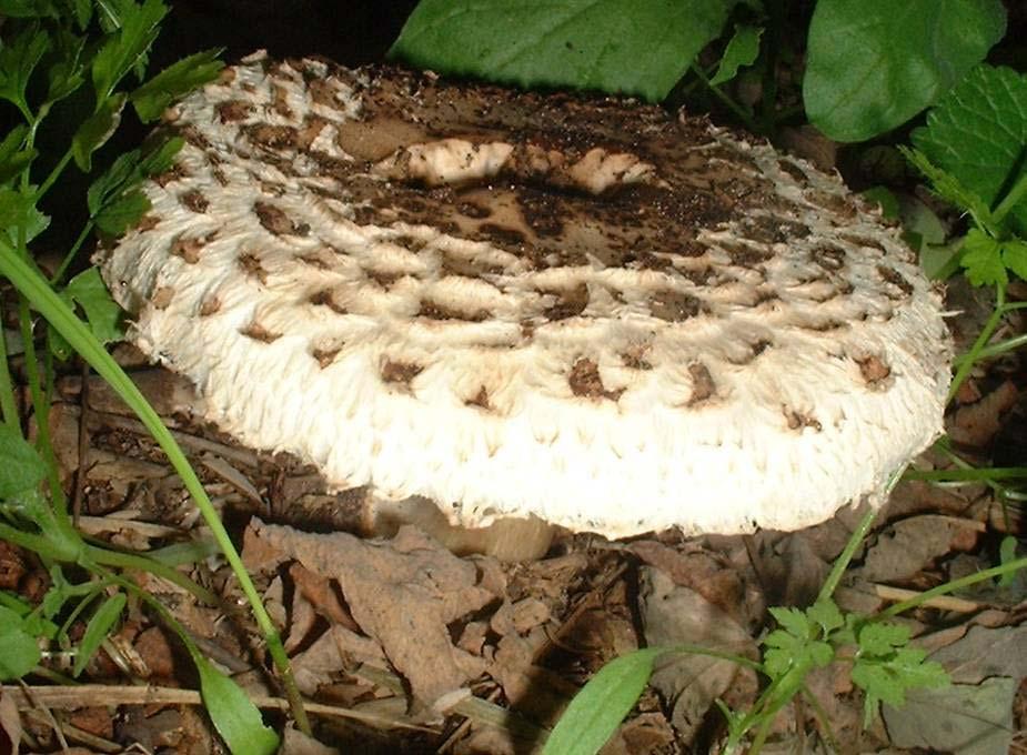 Piruló őzlábgomba