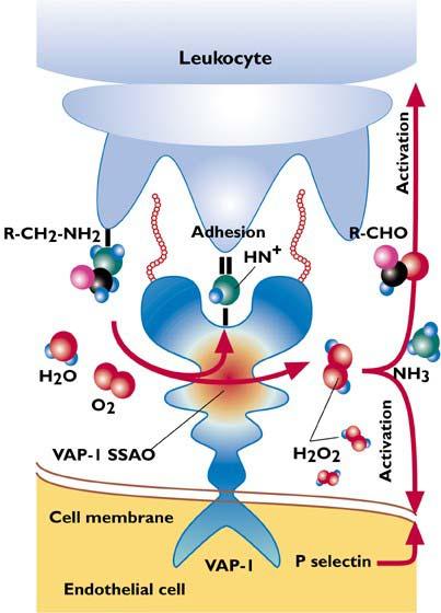 Biotie Therapies (Turku, Finnország) Cél: VAP-1 támadáspontú új gyulladásgátló szerek kifejlesztése.