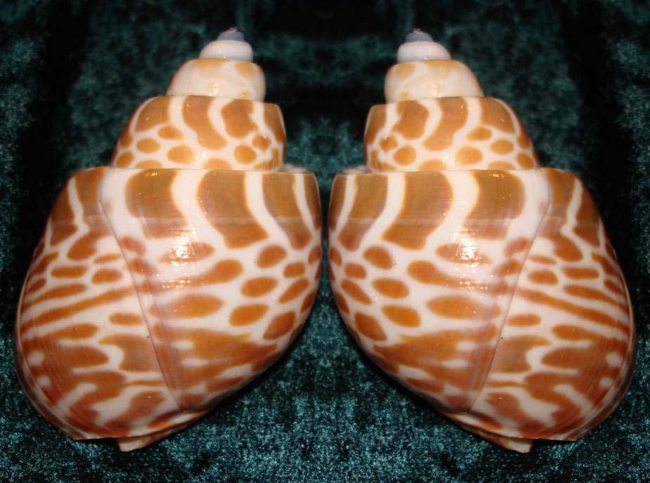 Közönséges