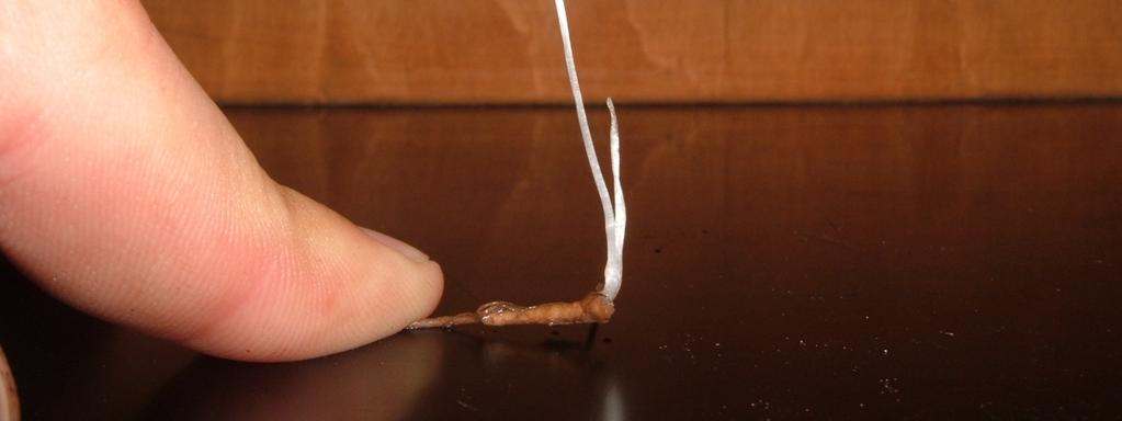 fotó: 2 cm hosszú Taraxacum officinale gyökérszegmens