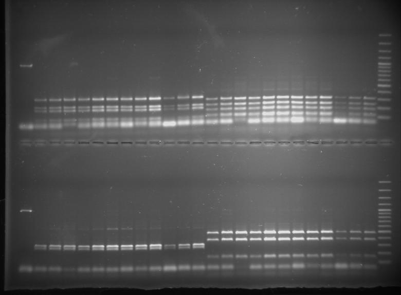 11. fotó: A Taraxacum officinale DNS állományának gél elektroforetikus képe eltérő restrikciós enzimekkel emésztve 12.