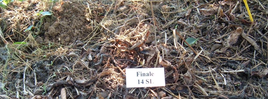 25. fotó: Finale 14 SL tünetek többéves pongyola