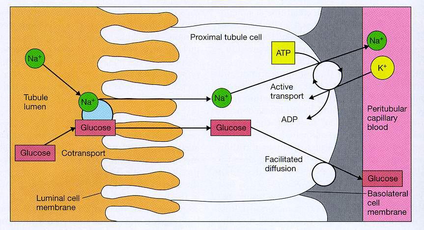 Proximális tubulus sejt Tubulus lumen Glukóz Glukóz Aktív transzport