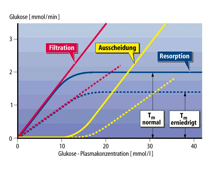 Facilitált diffúzió Glukóz Basolaterális sejt membrán Glukóz (mmol/min)