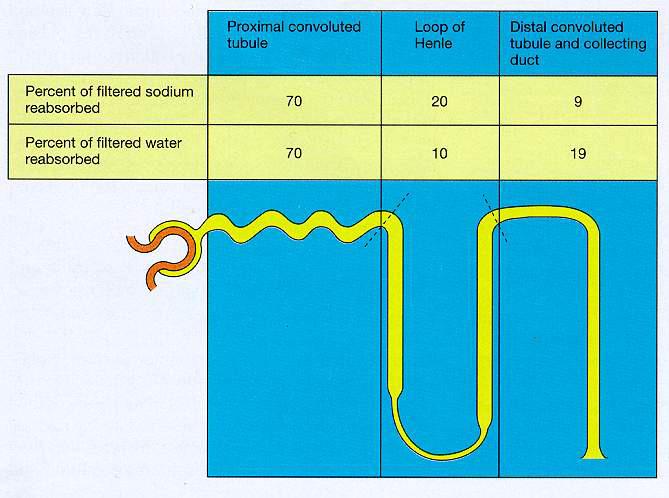 A Na + reabszorpciós folyamat hasonló a proximális tubulusnál leírtakhoz, csak az apikális felszínen más a carrier. Egy Na + ion kilépése két Cl - és egy K + belépéséhez kötött.