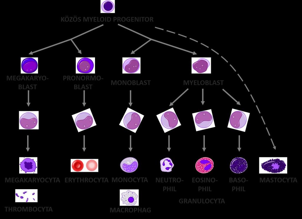 Krónikus myeloproliferatív betegségek Krónikus megakaryocytás leukaemia =